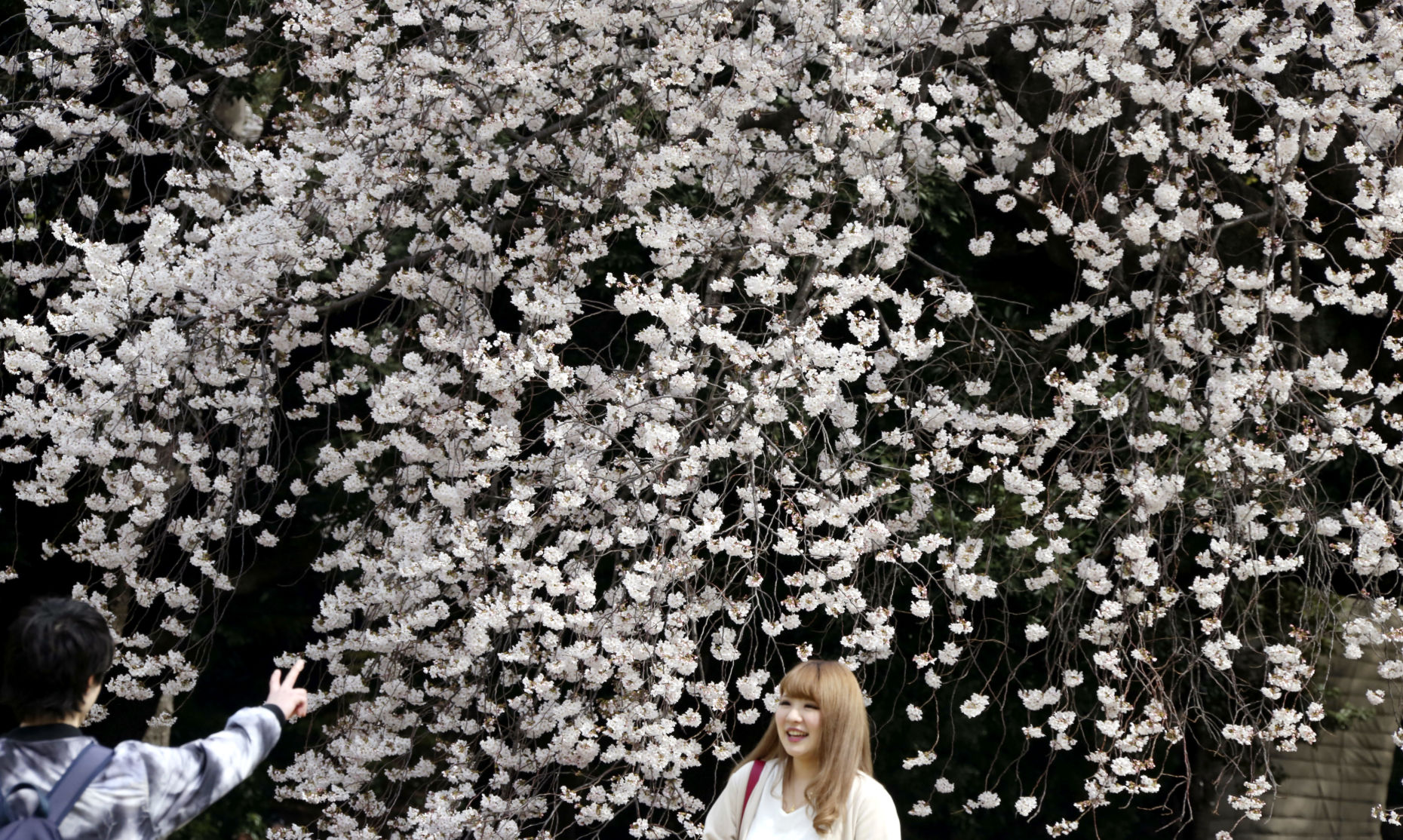 Japan cherry blossoms